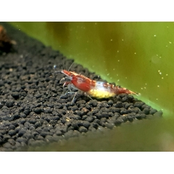 Red Rili