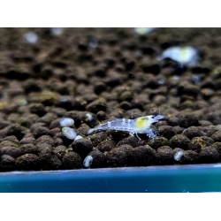 White Bee Shrimp